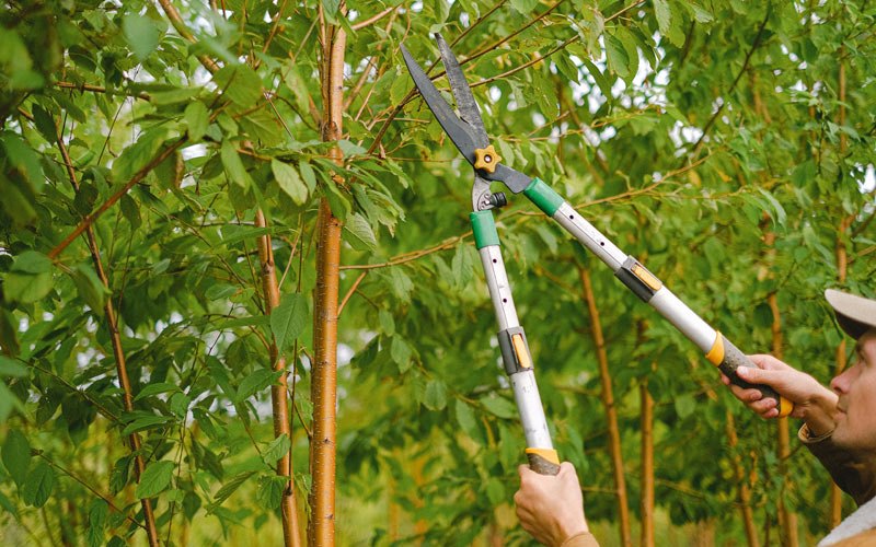 Tree trimming in Grays River, WA