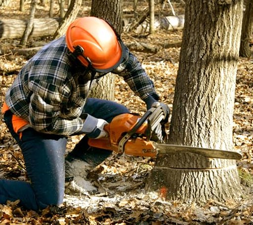 Tree Removal in Grays River, WA